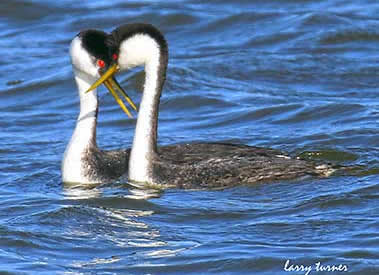 Tulelake western grebes